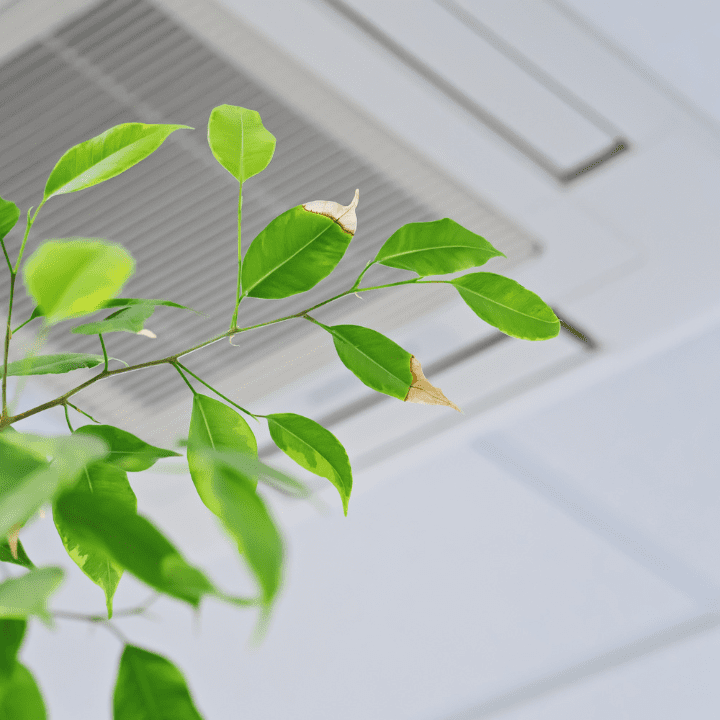 Green leaves against a white ceiling.